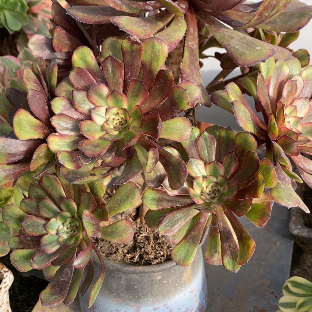 兰***儿不开花植物红锦鲤多肉1颗多肉