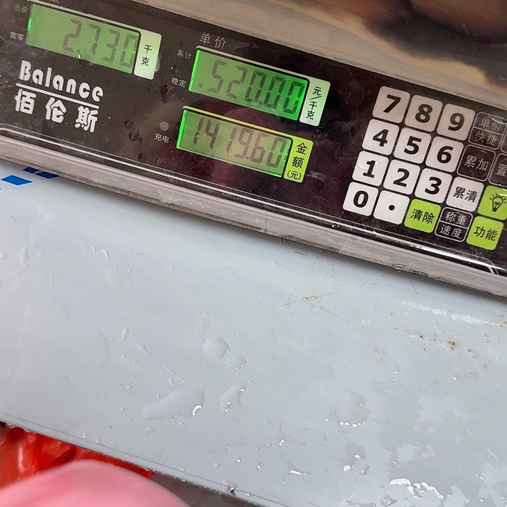 野生鳗鱼包活到家五斤四两