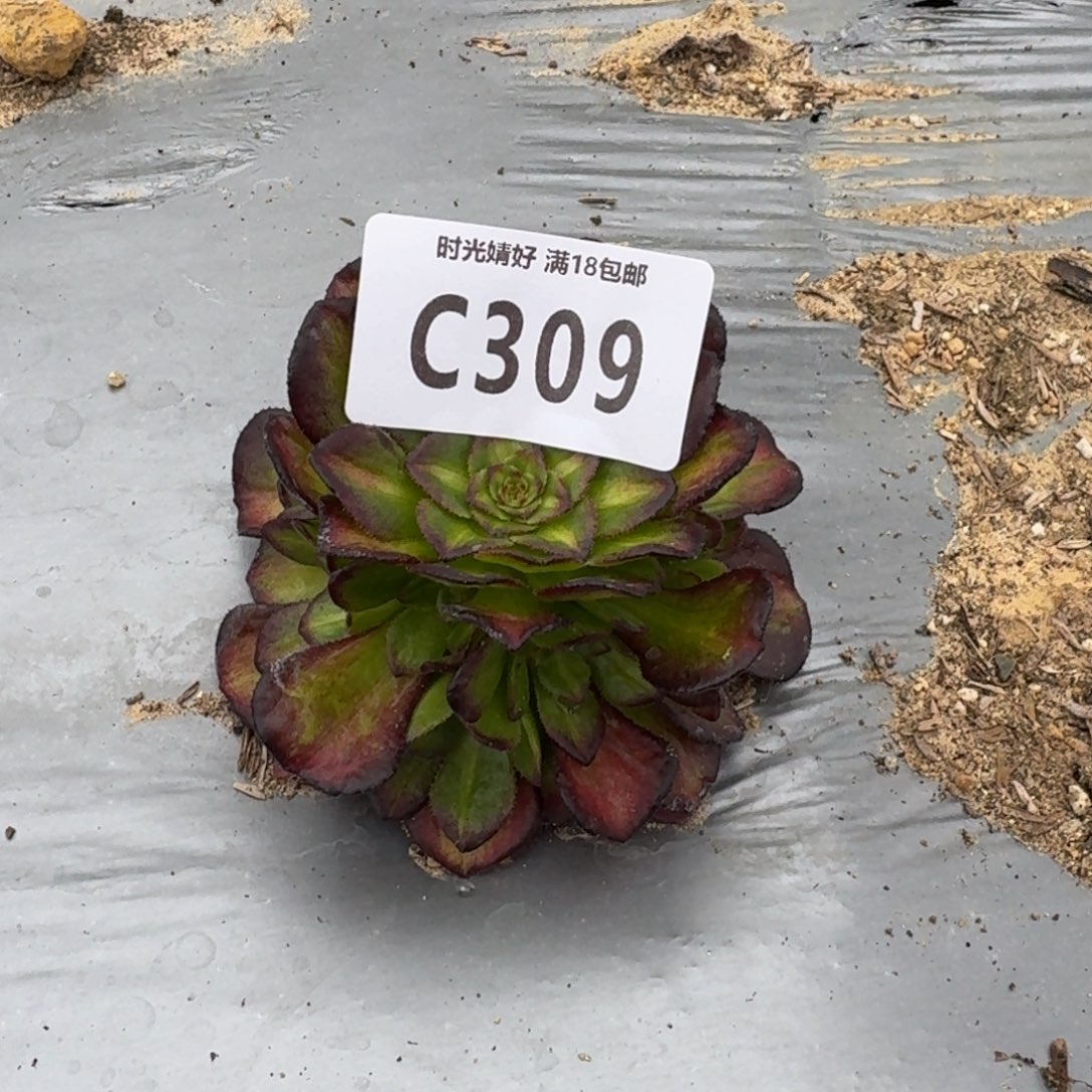 309海王七彩多肉植物