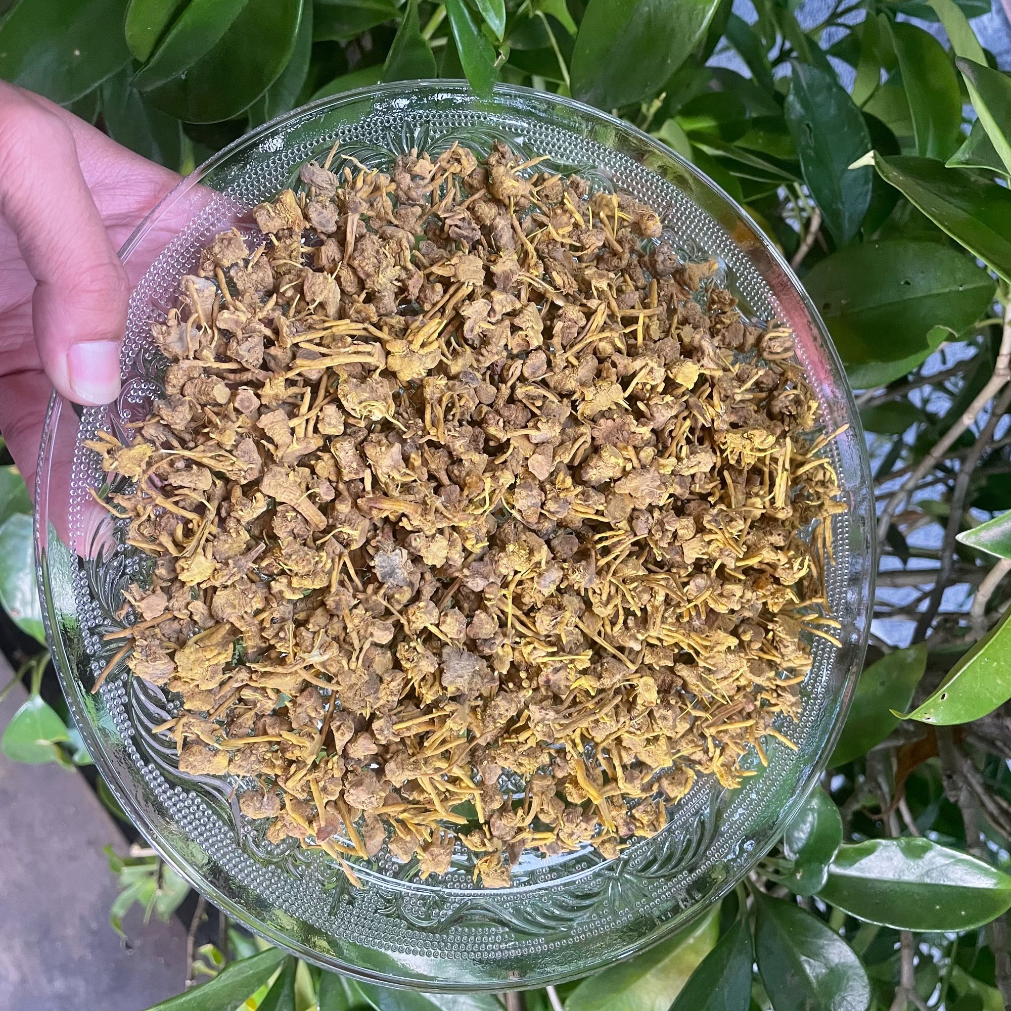 1【龙-须-石-斛-菇】净含量250g-1000g【阿虎现收】菌