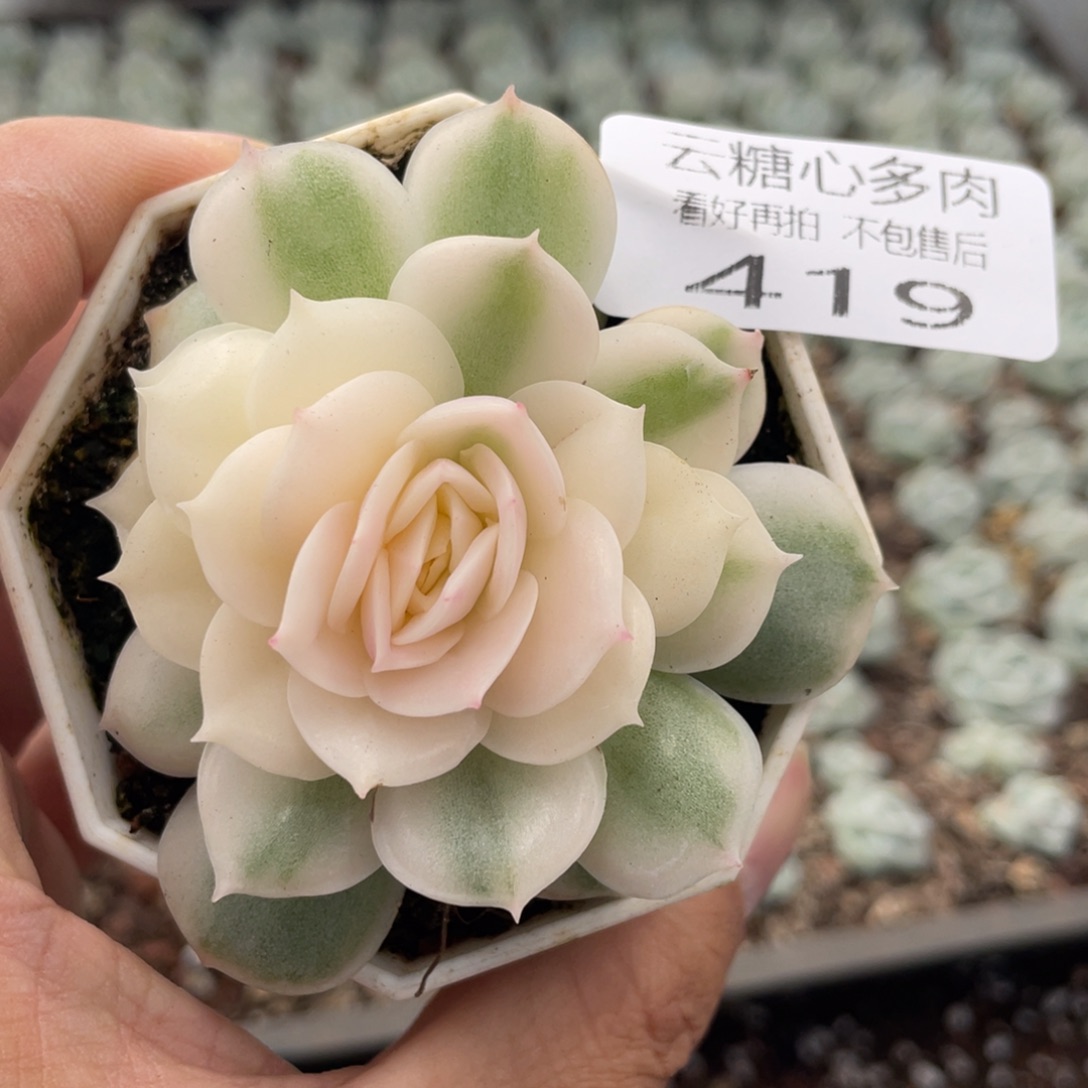 云糖心多肉植物419