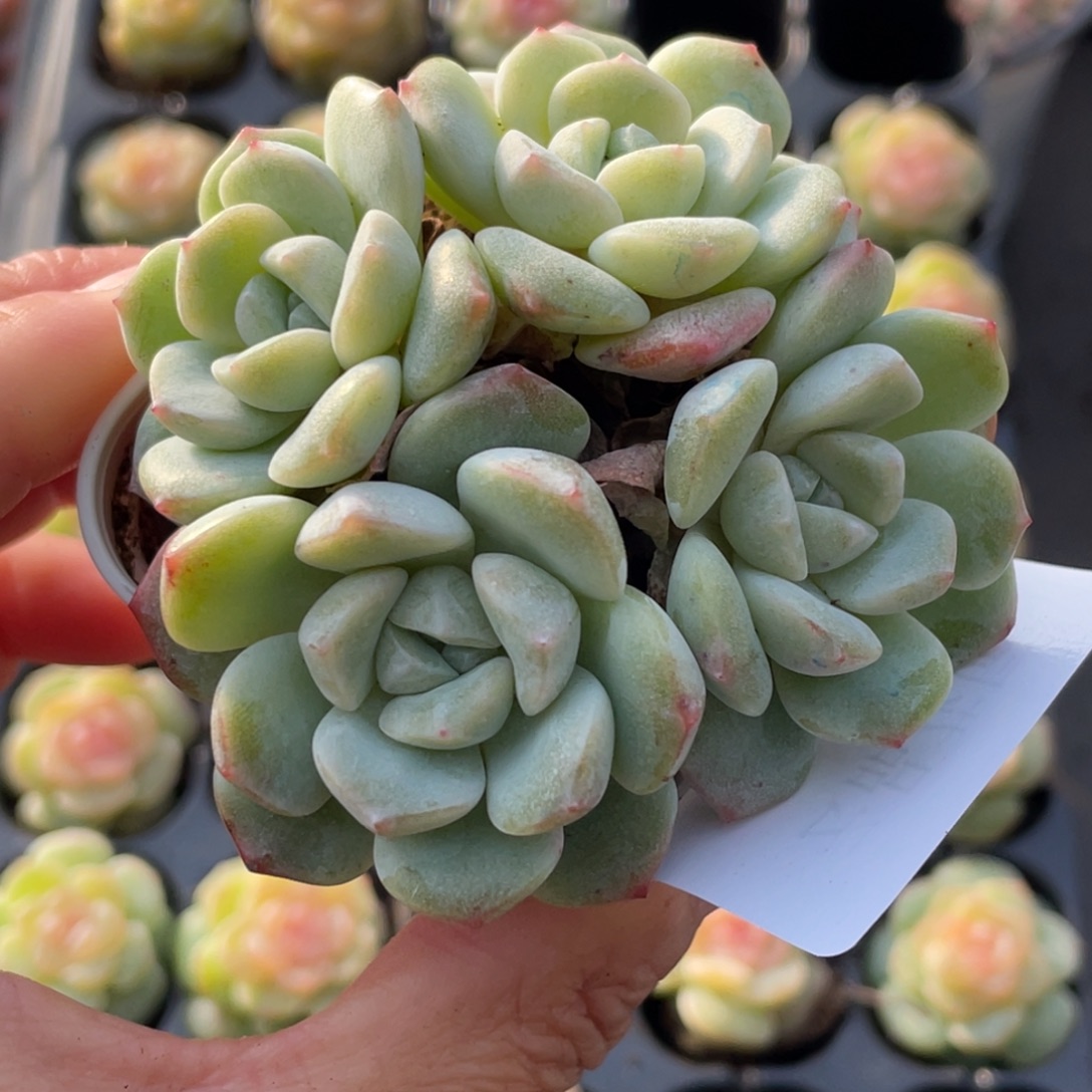 131号糖心冰心珍妮
