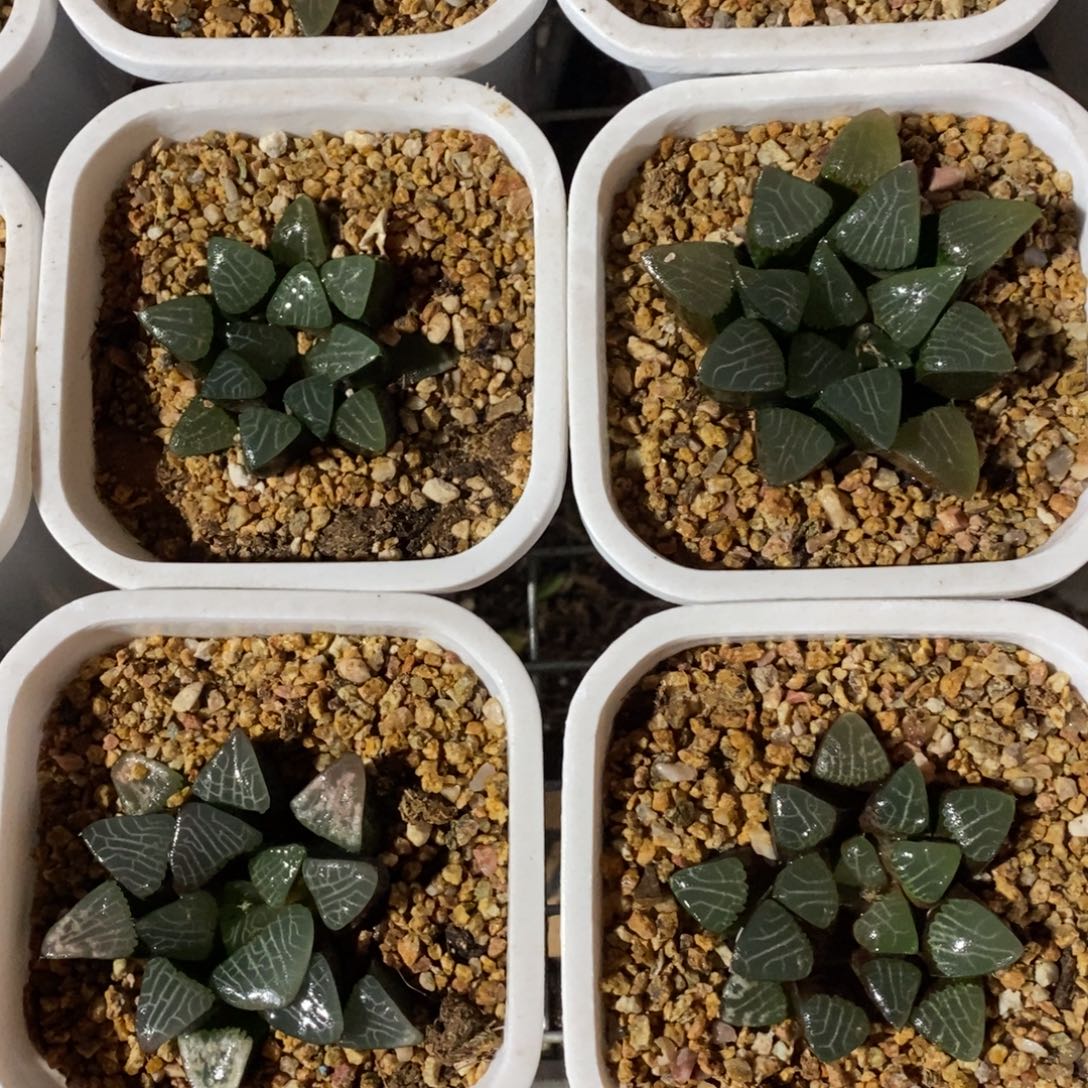 四颗一起超级实生大克 元旦新粉福利