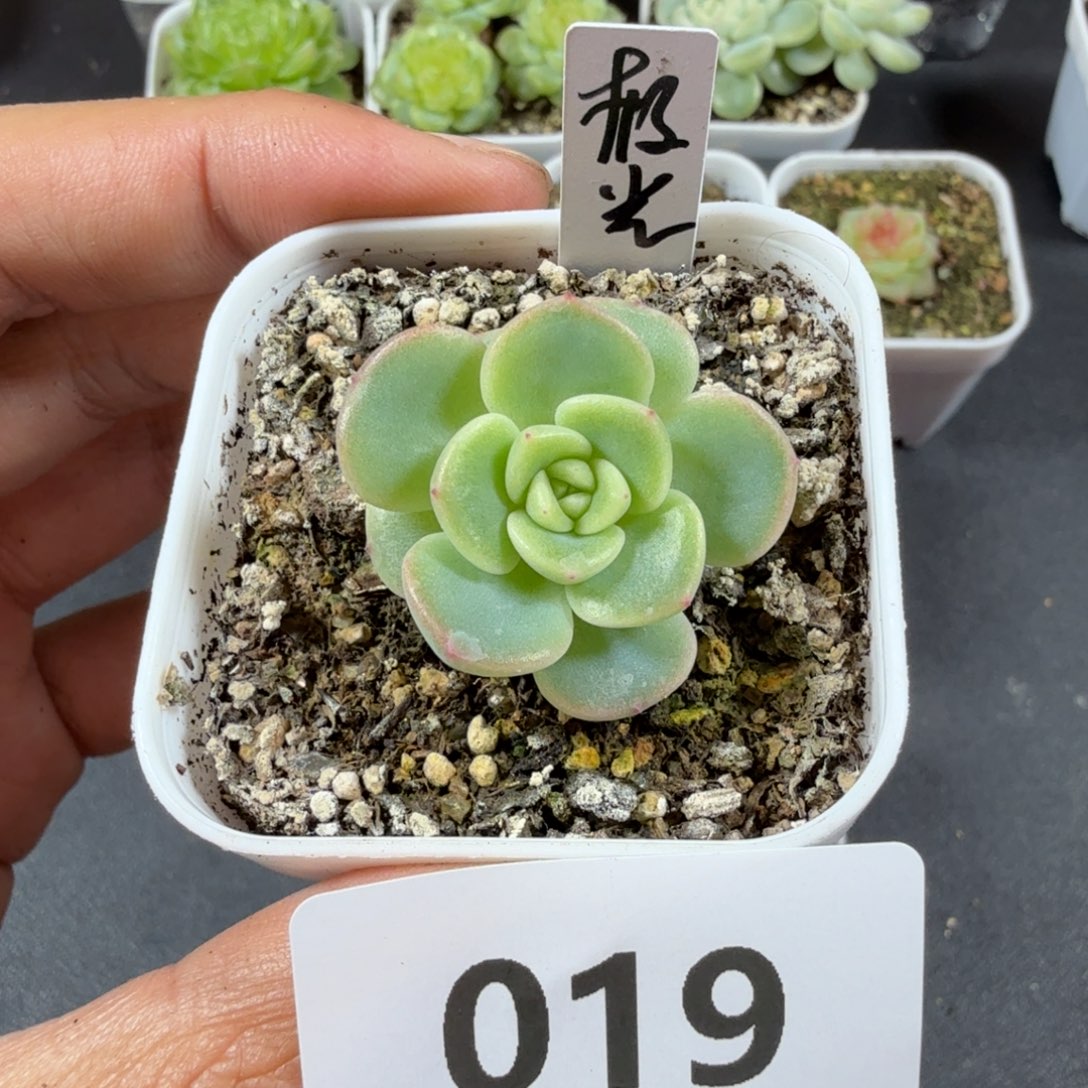 甜心极光一物一拍019