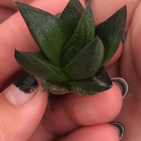 稀有原始种有根哈哈哈