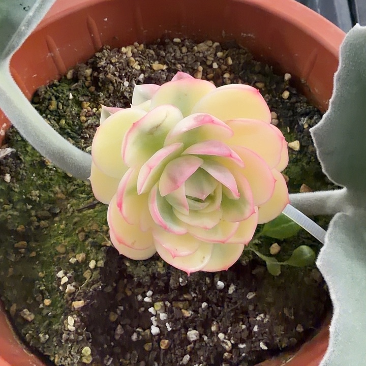 不开花植物韩水晶锦嫁接多肉植物