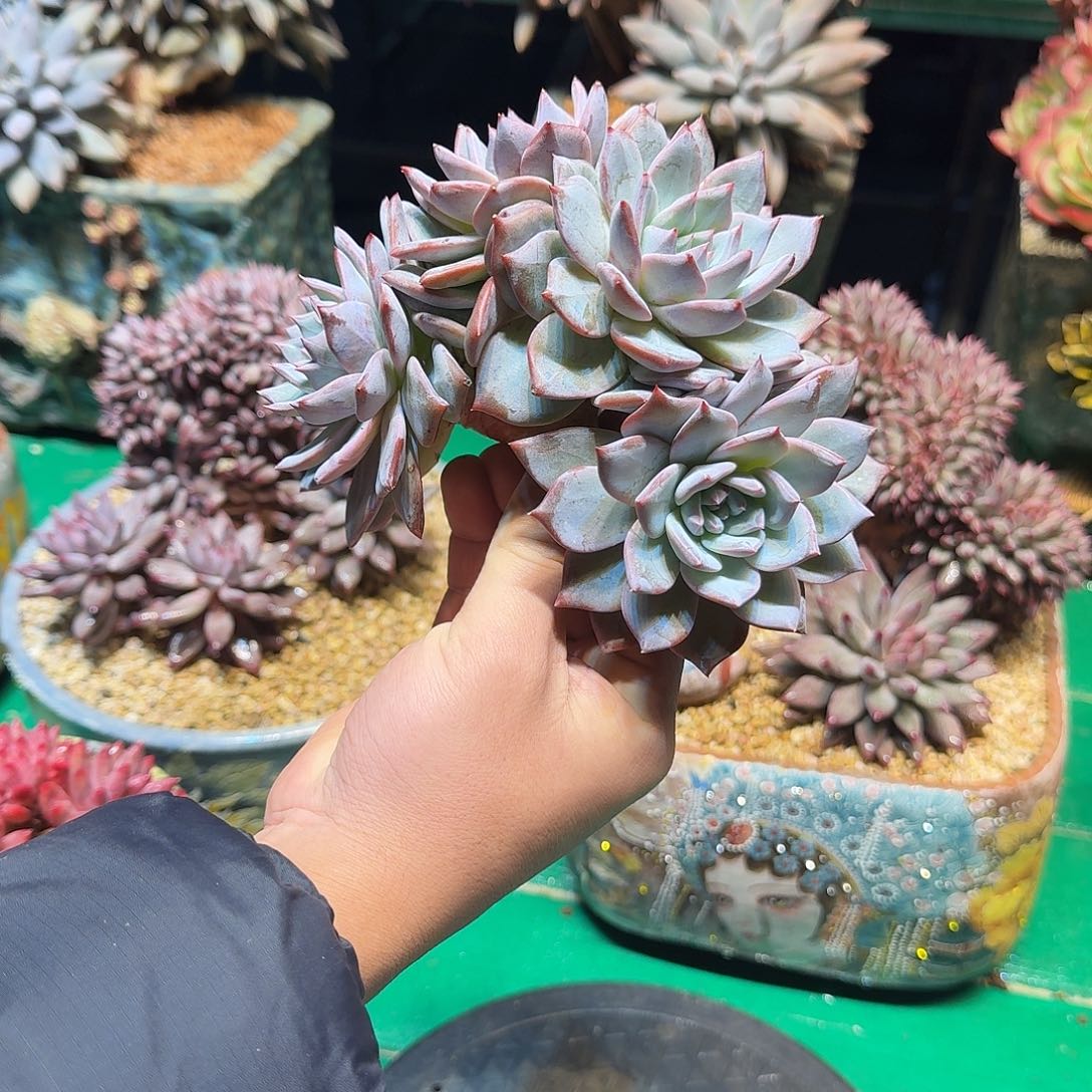 多肉植物多肉植物