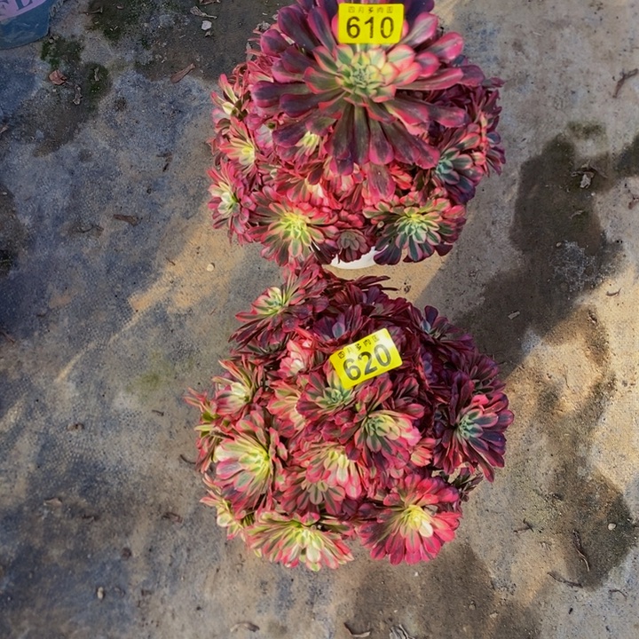 花***）多肉610、620红铜白