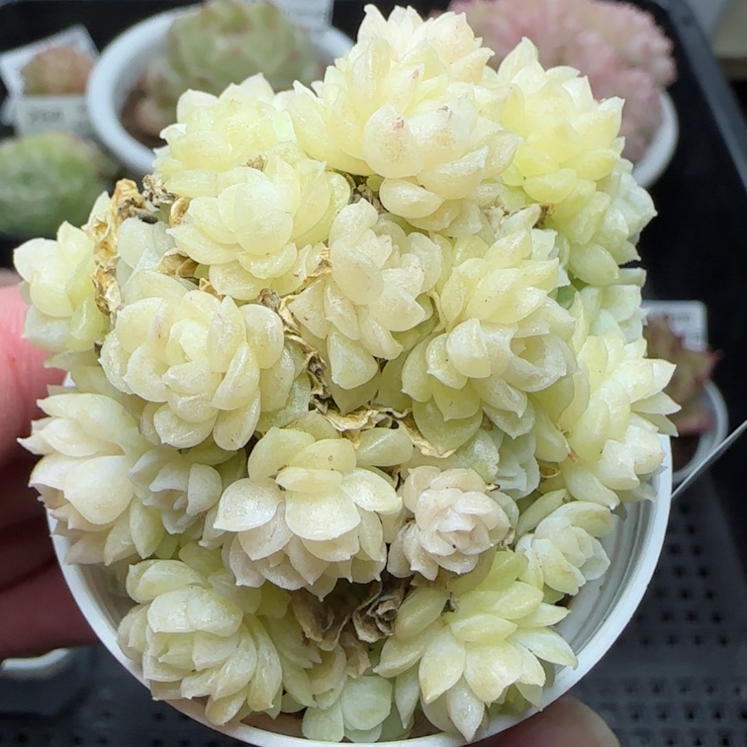 0118-274珠光麦秆