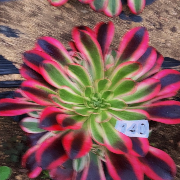 140美杜莎多肉植物处理不售后