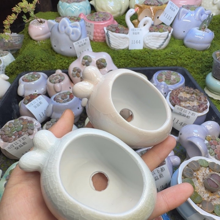 z***y多肉植物福利冲1151