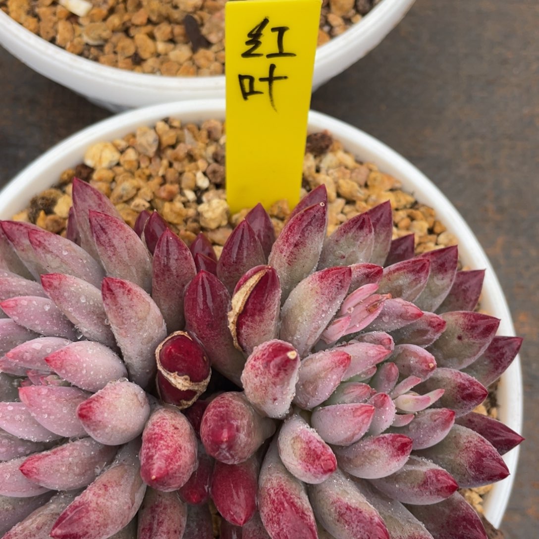 红*?姐姐说她真的不是一般意义