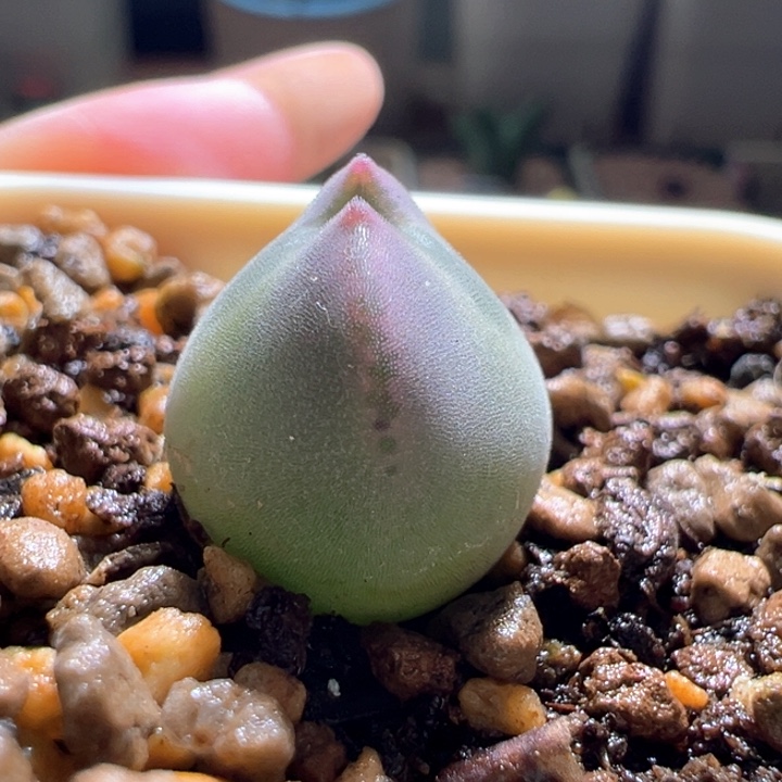 w153。 青蛙3年特胖宝宝空蝉 88折后价