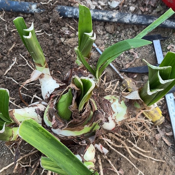 安*甜蜜有标包对版带花剑坨坨