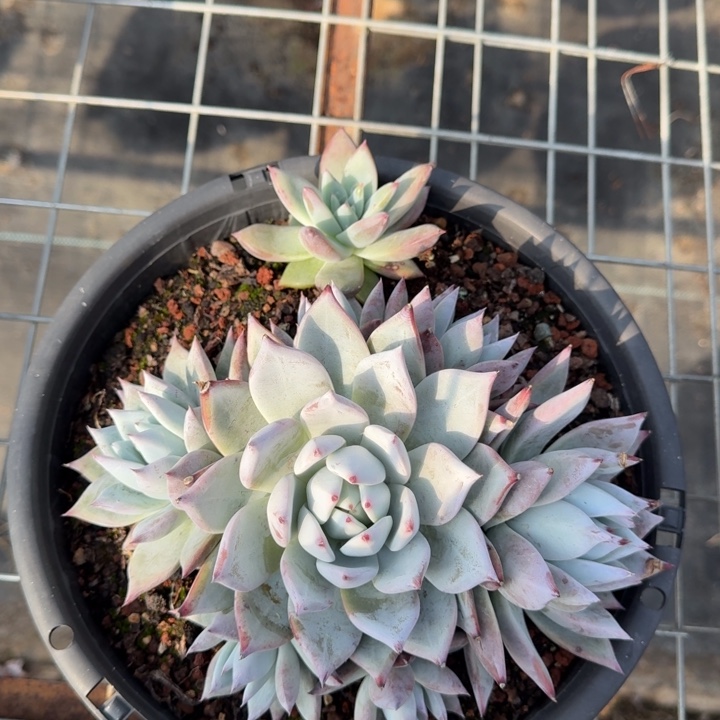 卡系群多肉植物绿植捧花