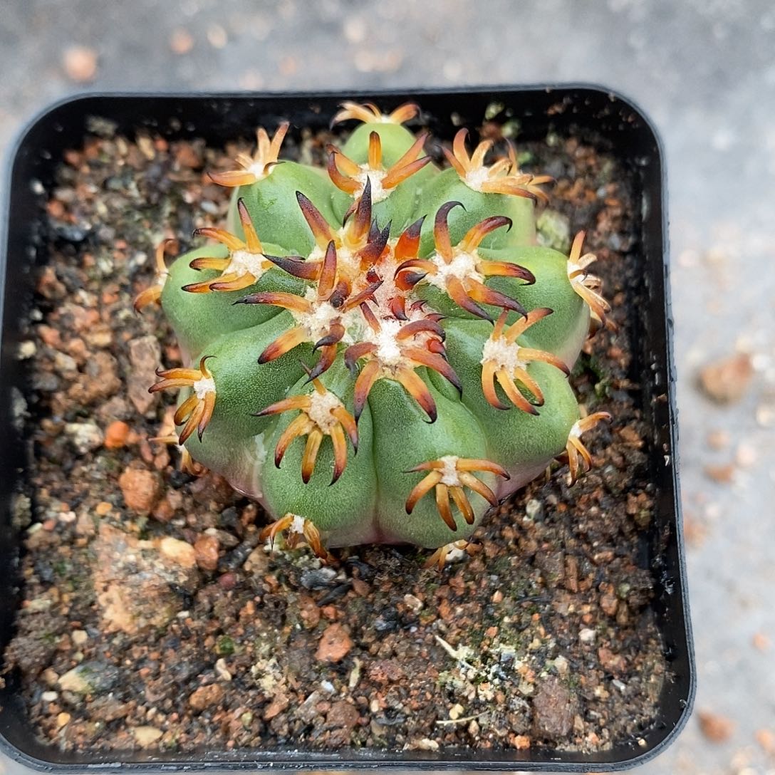 实生  猫爪圆盘3公分左右一物一拍