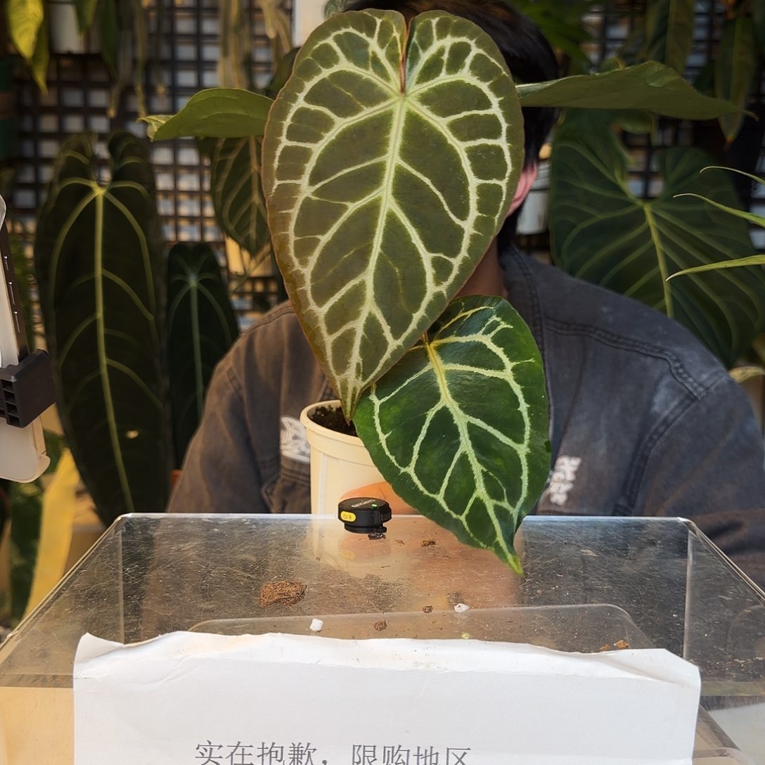 完全开放O187极致撕裂纹