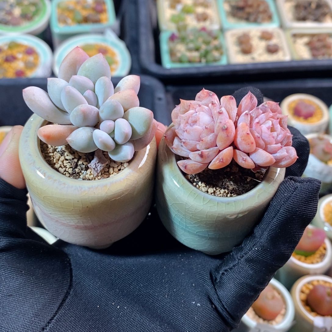 2608-一物一拍 带盆