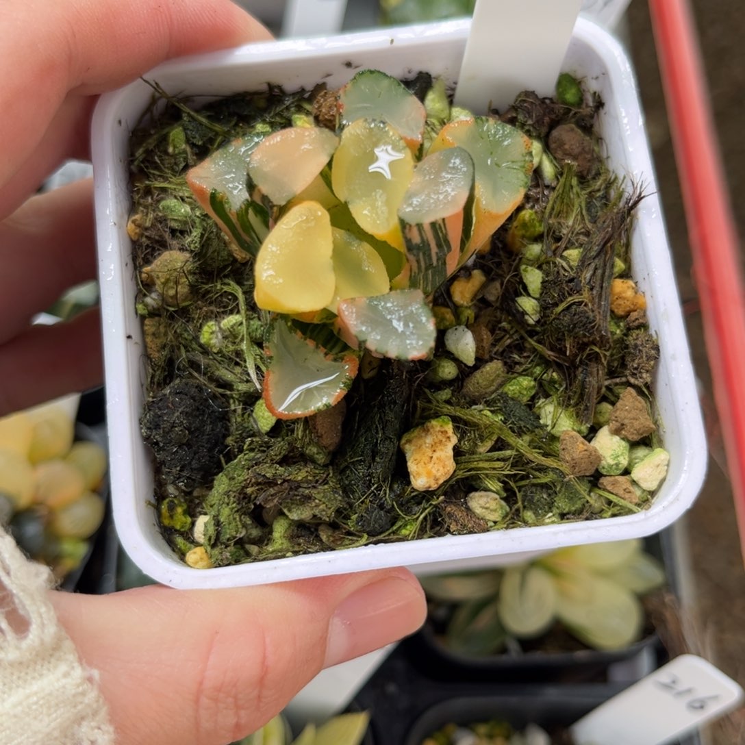 501欧大宝万象锦一物一拍