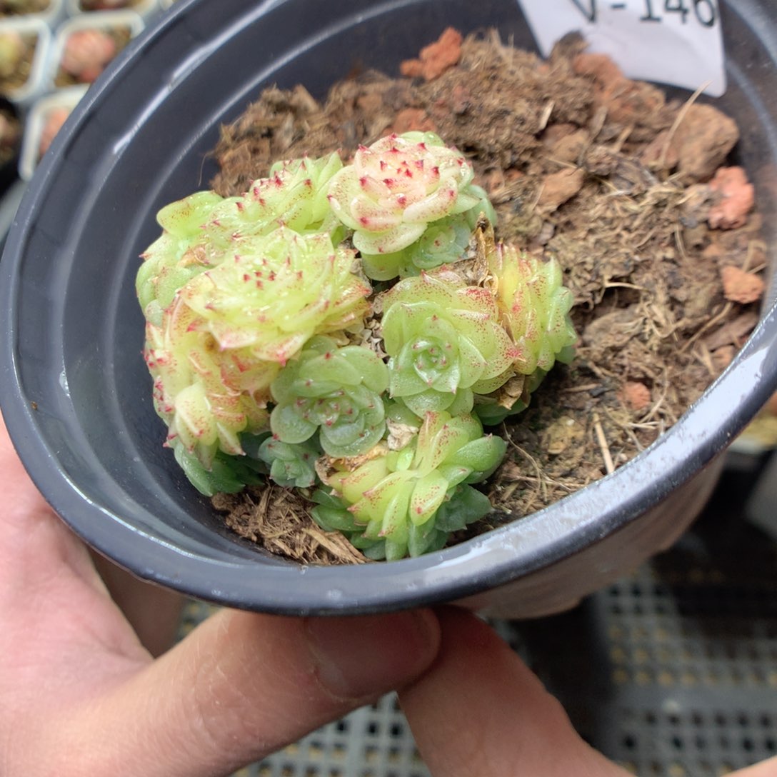 V146y y y y y y y y y y