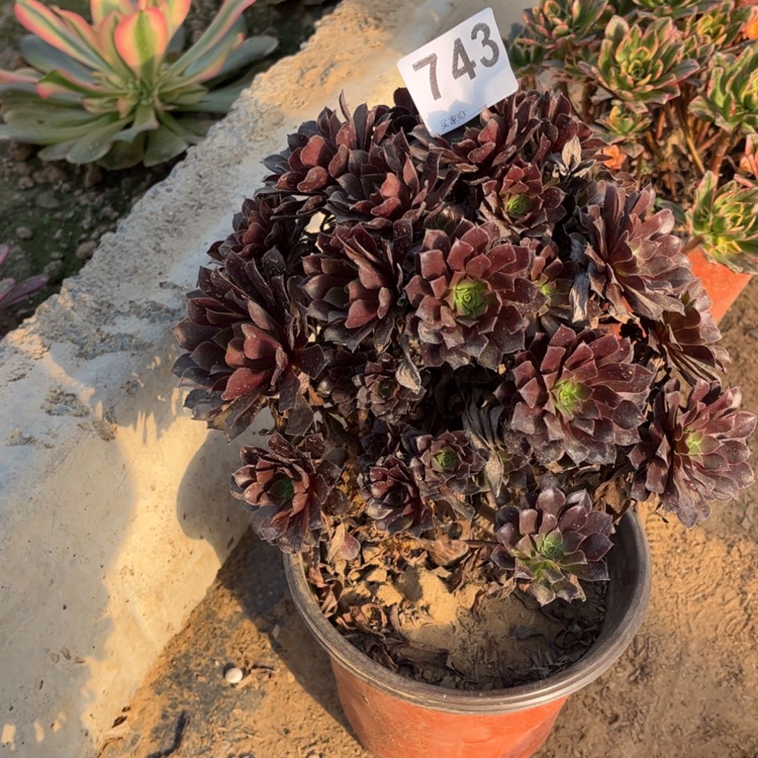 黑铜壶743不包断枝的