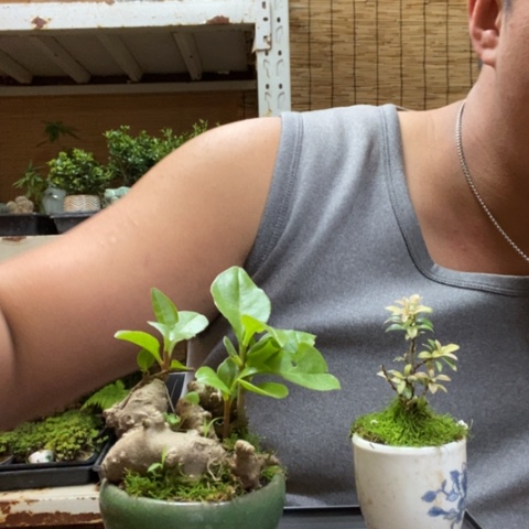 红陶一物一拍所见即所得87