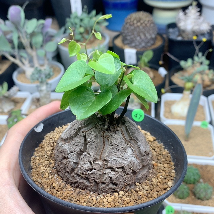 南非龟甲龙带盆 