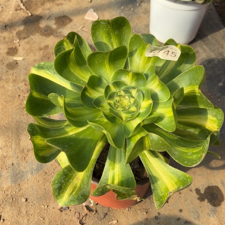 暴君多肉法师2745