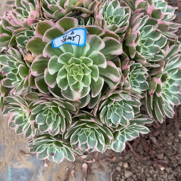 有断枝海王不包损57