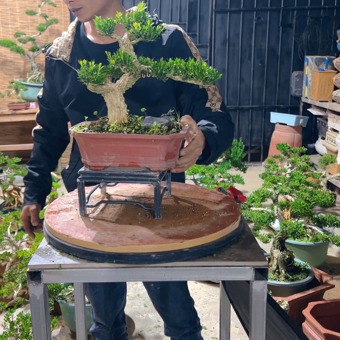 无花朵广东雀舌皱皮黄杨盆景