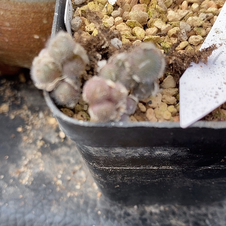 739史蒂芬尼毛球多头一颗