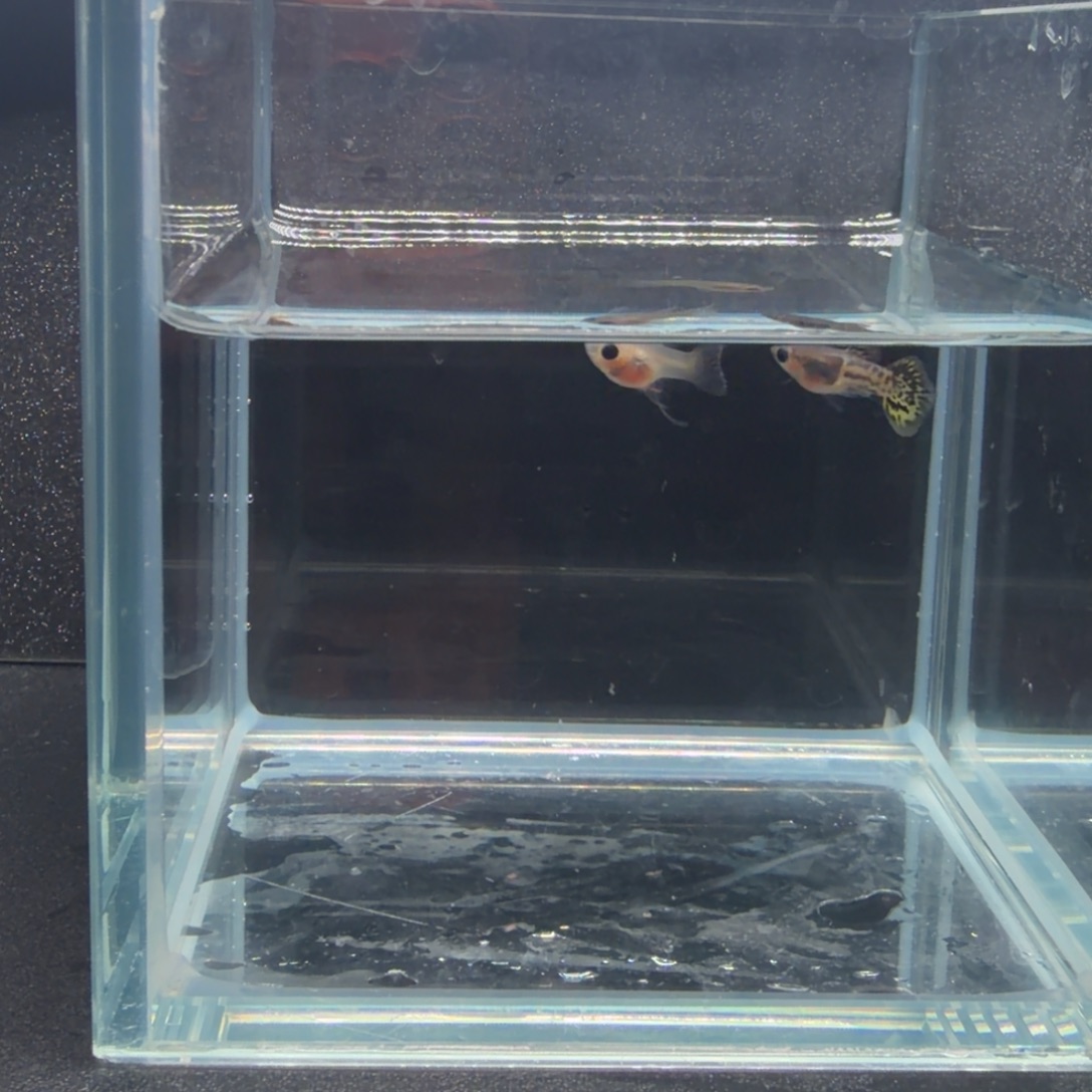 孔雀鱼黑金蕾丝1公2母