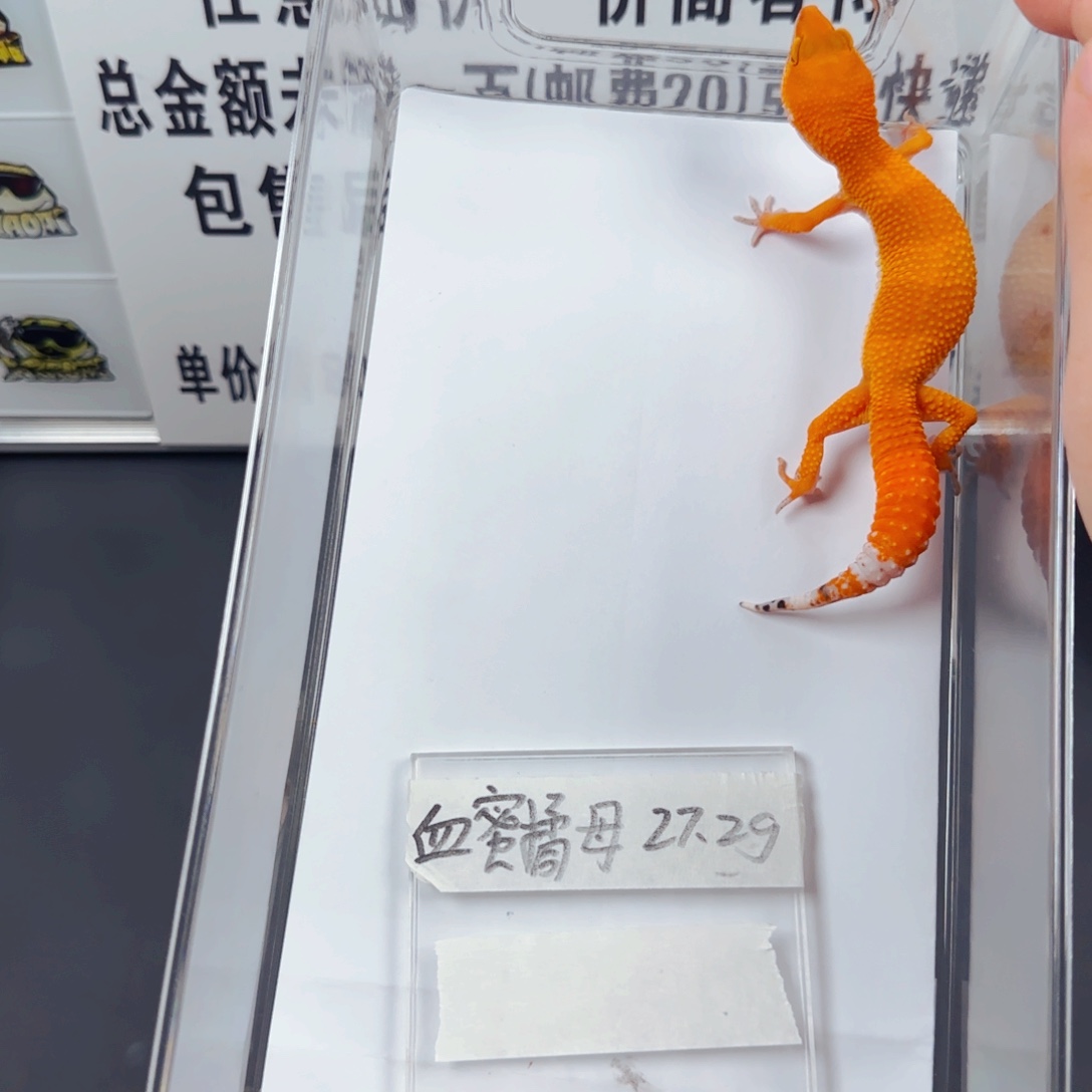豹纹守宫豹纹守宫