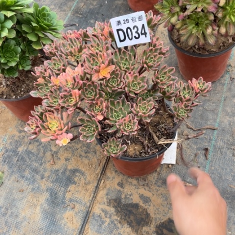 034甜茶不包断枝