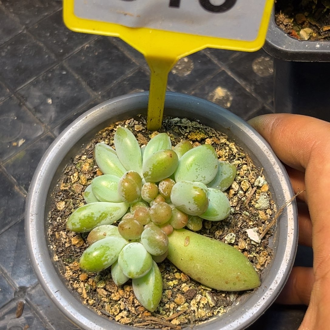 多肉植物企鹅群915
