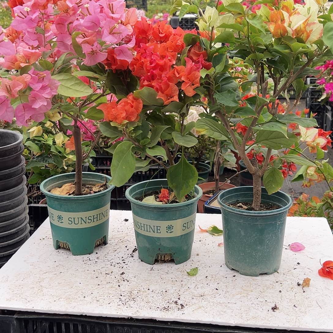 大部分花苞少量开放金发女郎，明杨橙，浅彩虹组合