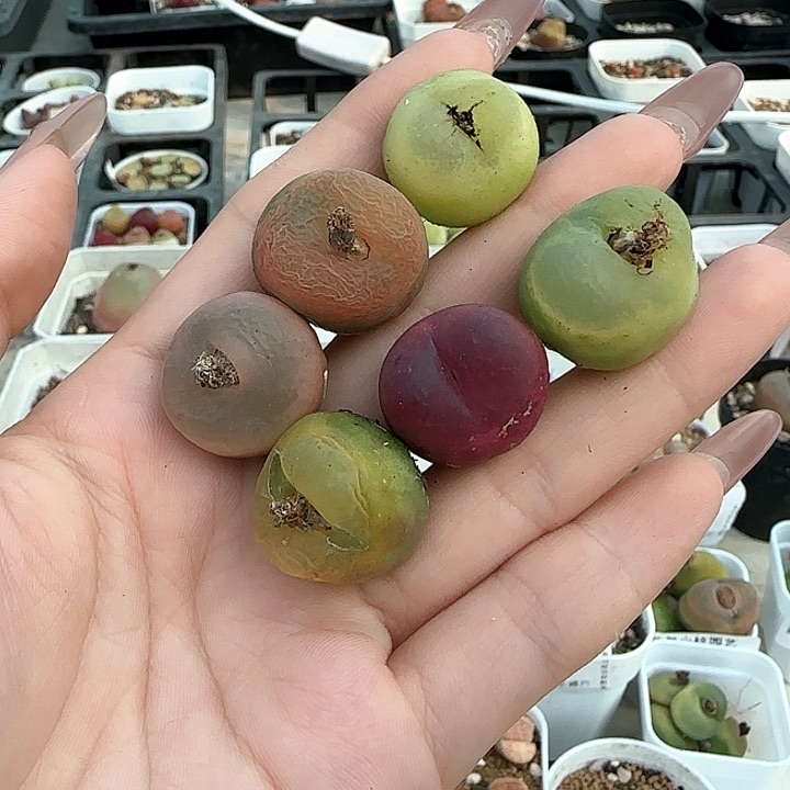 727毛六颗1111111111111111111