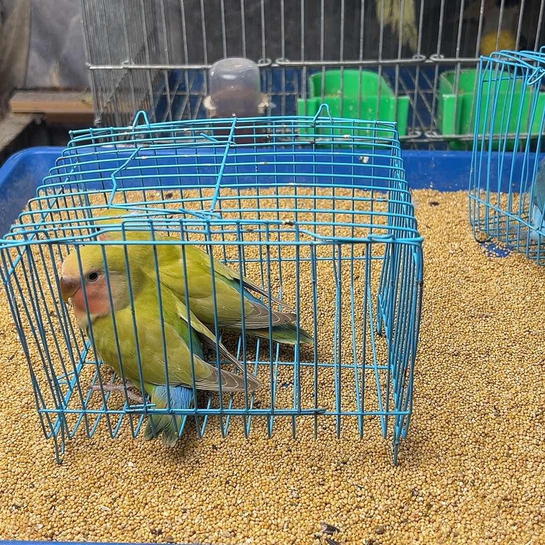 ****雨桃脸牡丹鹦鹉绿桃1个