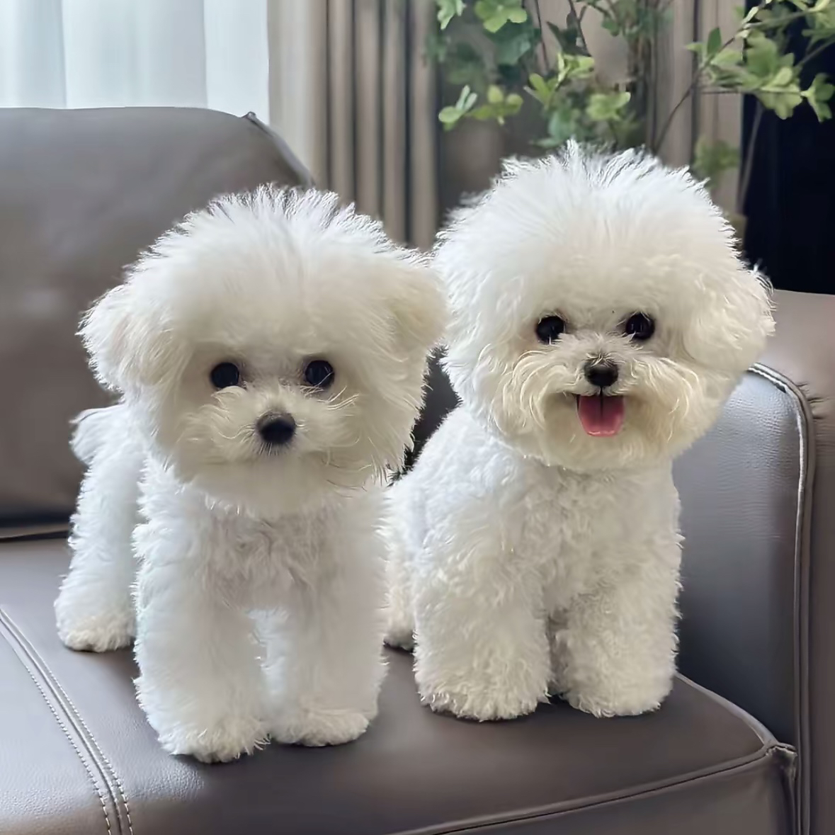 （喻）活体狗狗韩系比熊小体标体活体狗狗比熊韩系