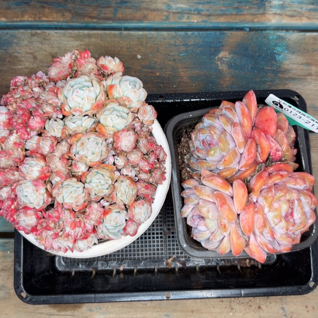 多肉一物一拍编号0123-211