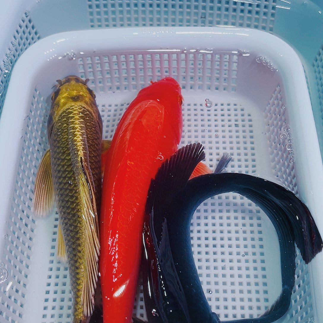 锦鲤锦鲤冷水鱼观赏