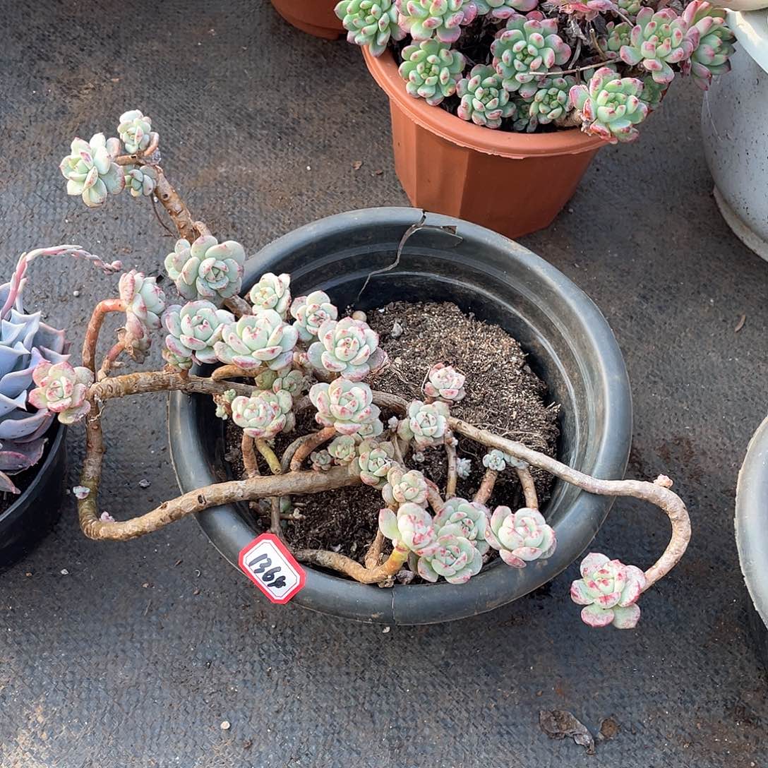 1363香草一物一拍多肉