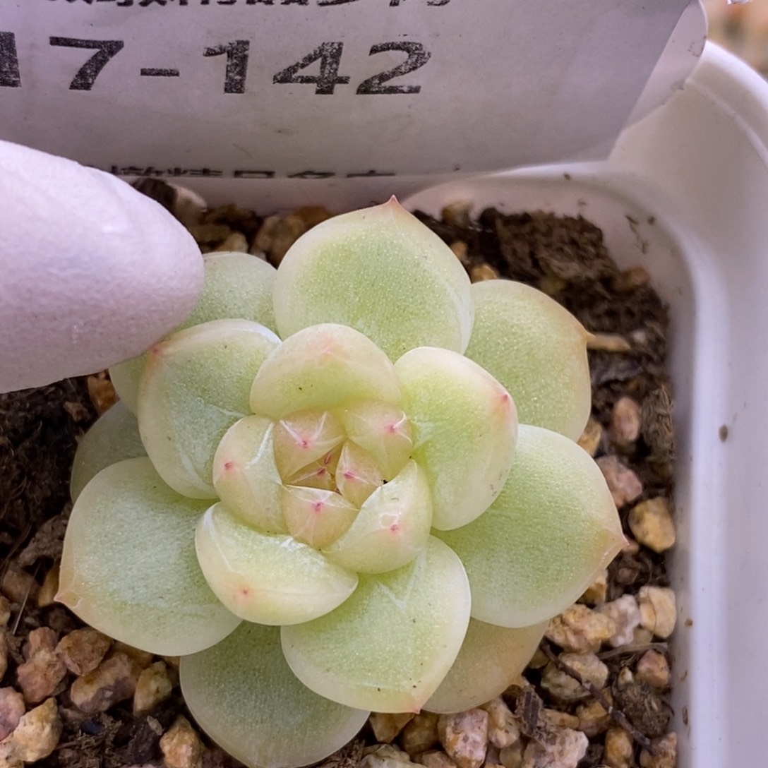 【闪购商品】17-142