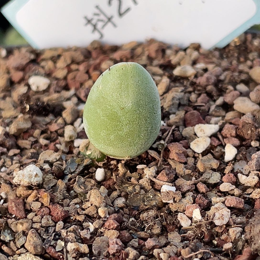 27-5哈默兔多肉植物