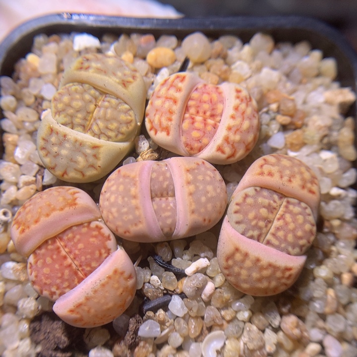 Sss精品生石花377