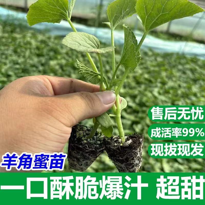 【羊角蜜2】高产羊角蜜甜瓜苗博洋9号甜瓜苗绿宝甜瓜苗带土基地直发