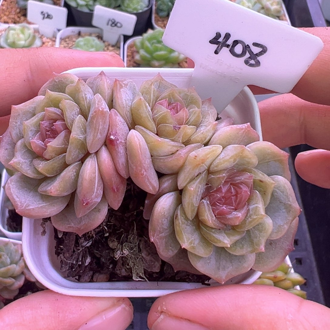 肥***桑408号彩恋晗雨多肉植物