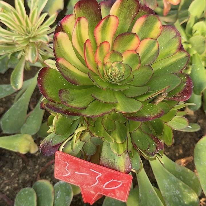 3-30万七彩多肉法师