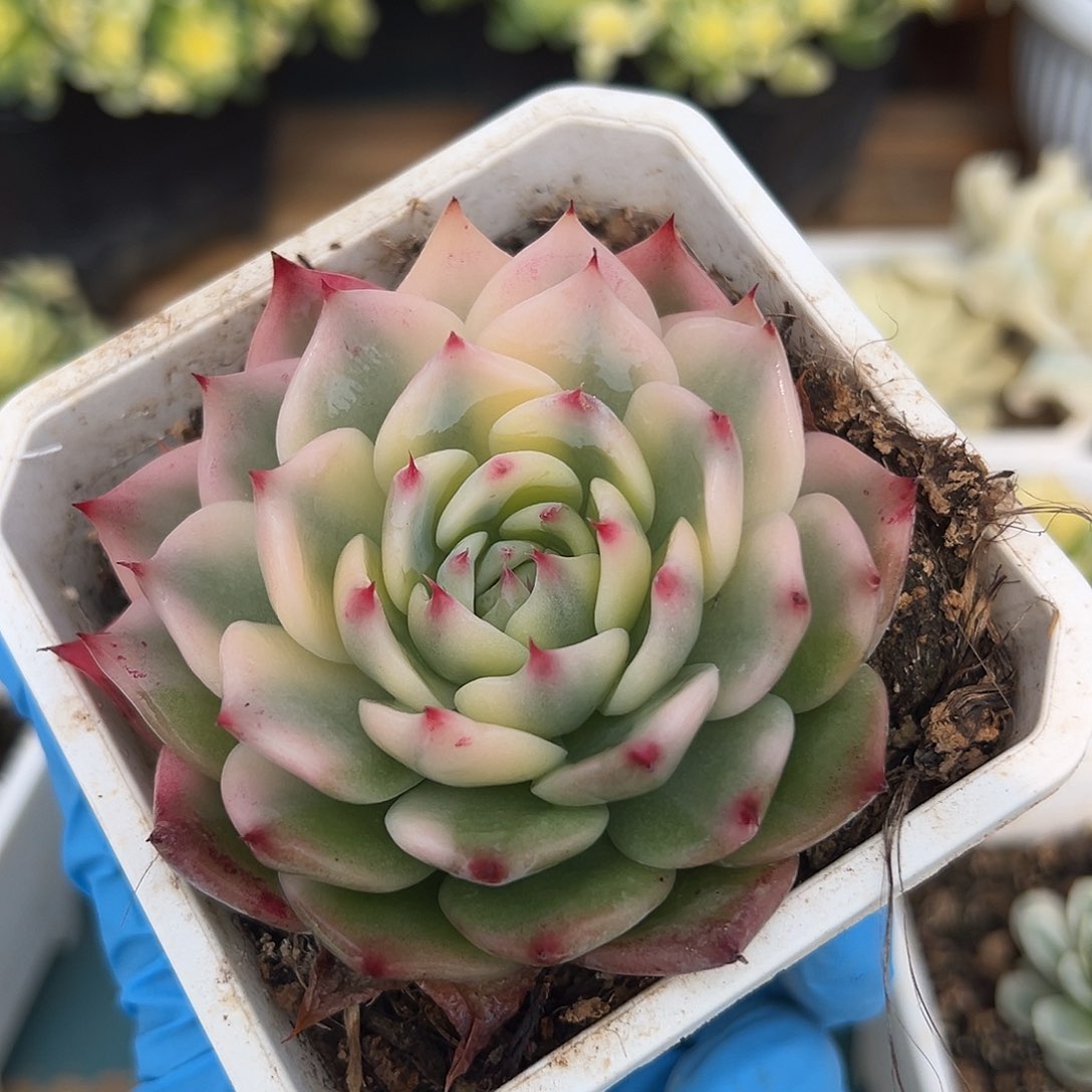 吉娃娃锦，覆轮锦