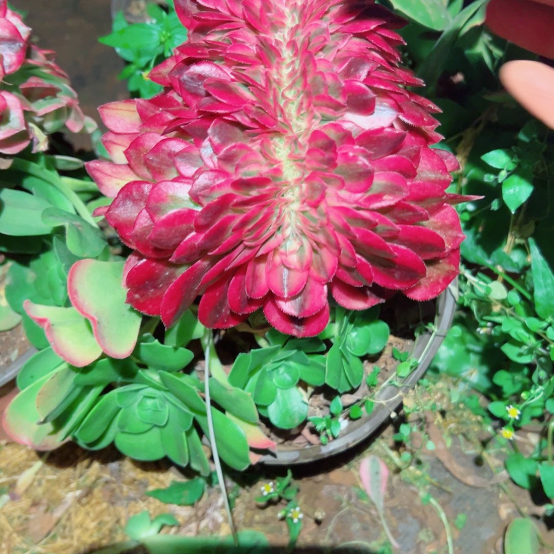 我3200 号多肉法师植物新年福利